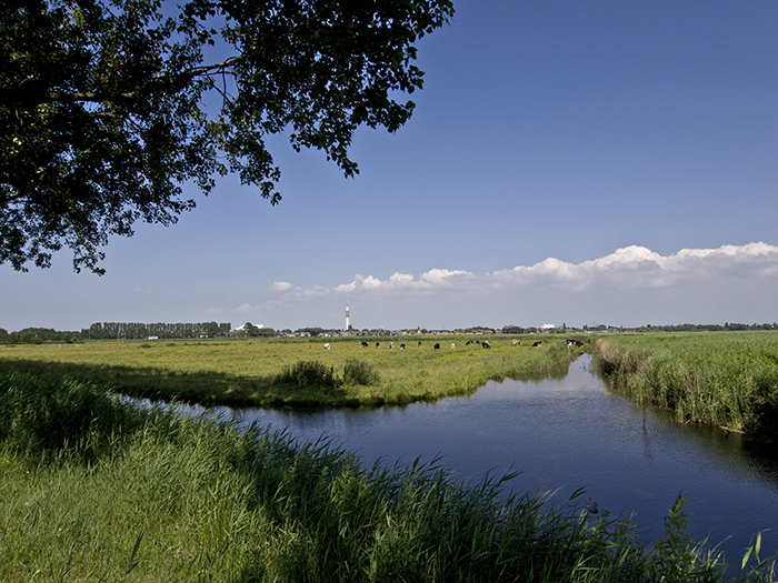 Leven in het moeras